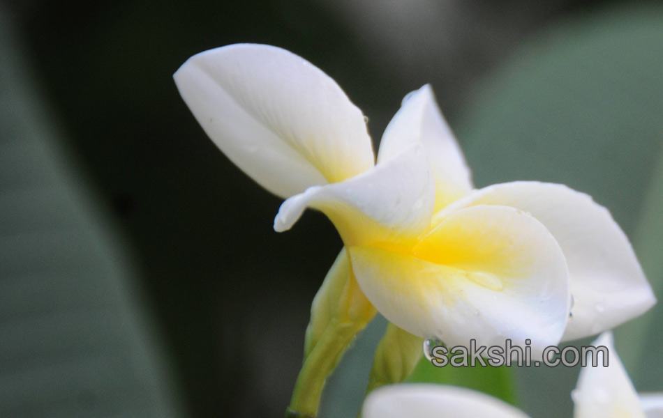 Beautiful flowers in garden4