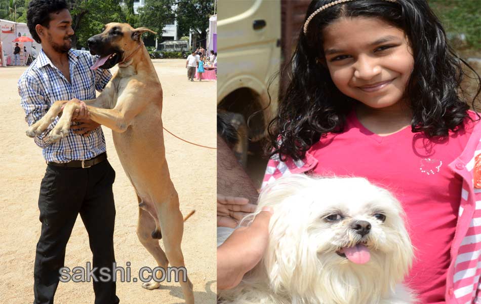 Dogs Show in hyderabad - Sakshi1