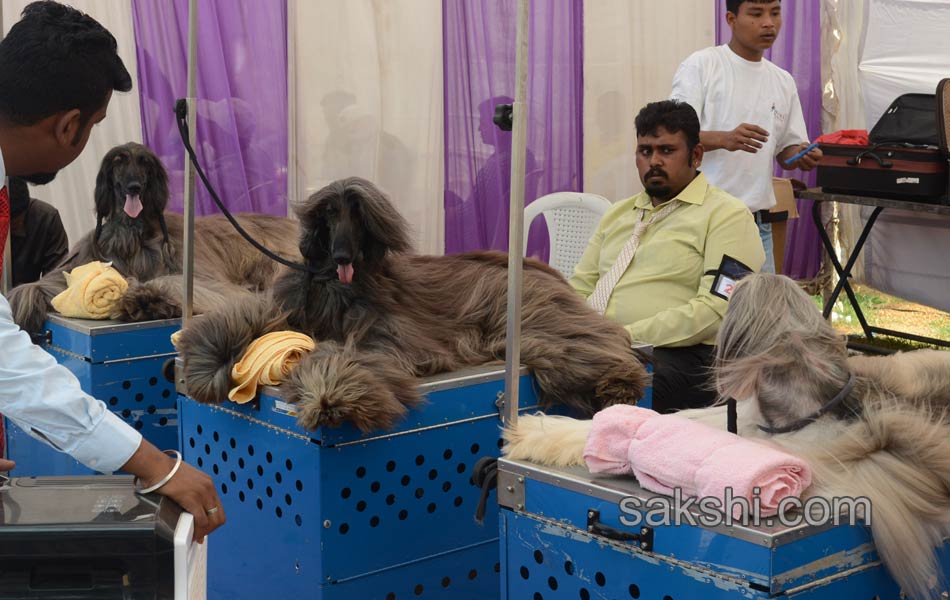 Dogs Show in hyderabad - Sakshi10