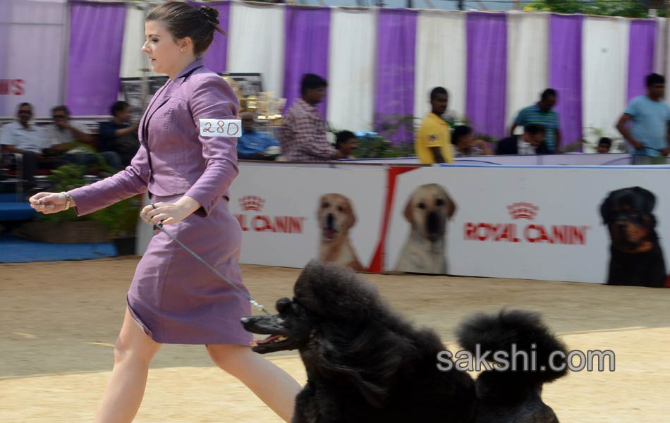 Dogs Show in hyderabad - Sakshi13