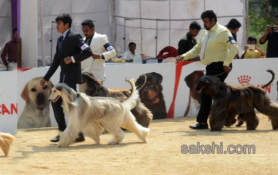 Dogs Show in hyderabad - Sakshi14