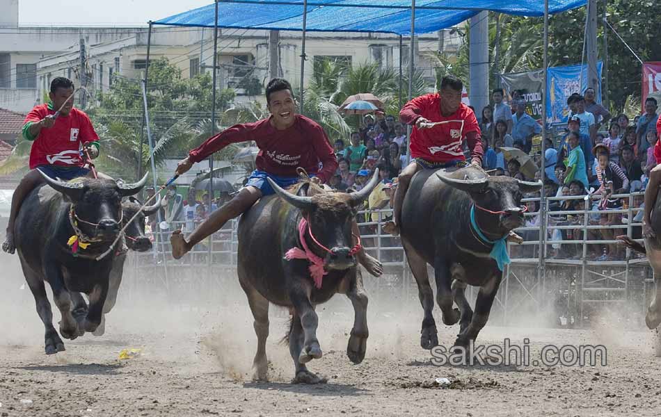 THAILAND CULTURE ANIMAL8