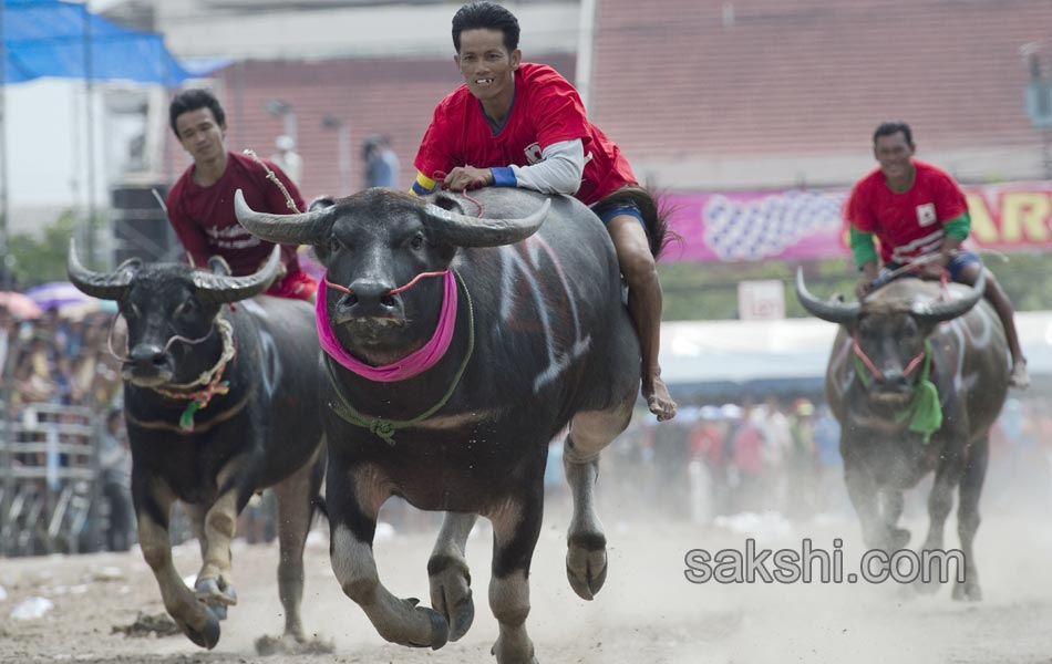 THAILAND CULTURE ANIMAL12