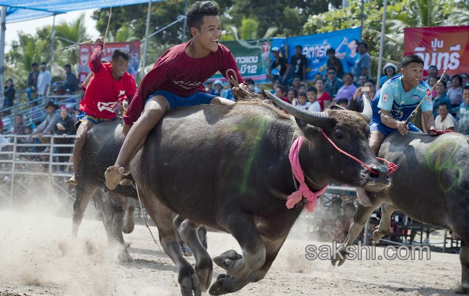 THAILAND CULTURE ANIMAL13