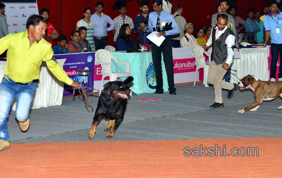 Cute Dog Show - Sakshi14