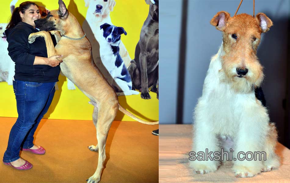 Cute Dog Show - Sakshi15