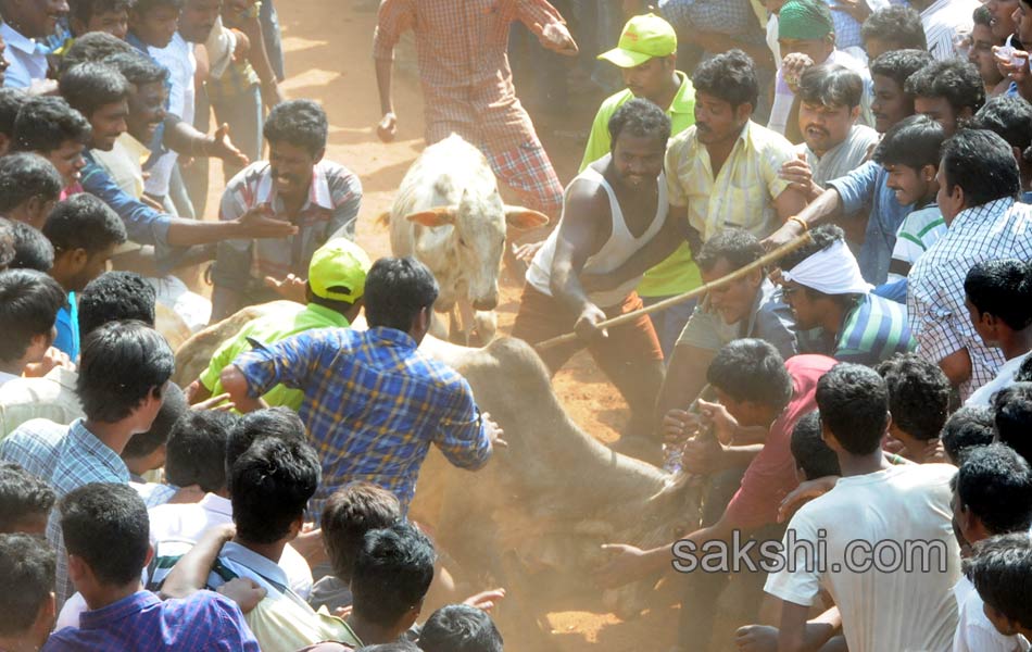 Jallikattu2