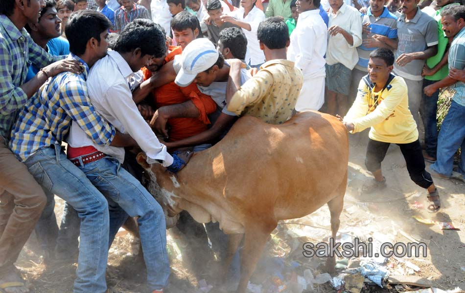 Jallikattu9