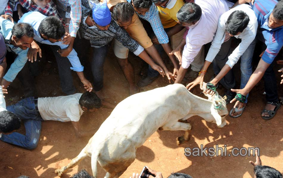 Jallikattu13