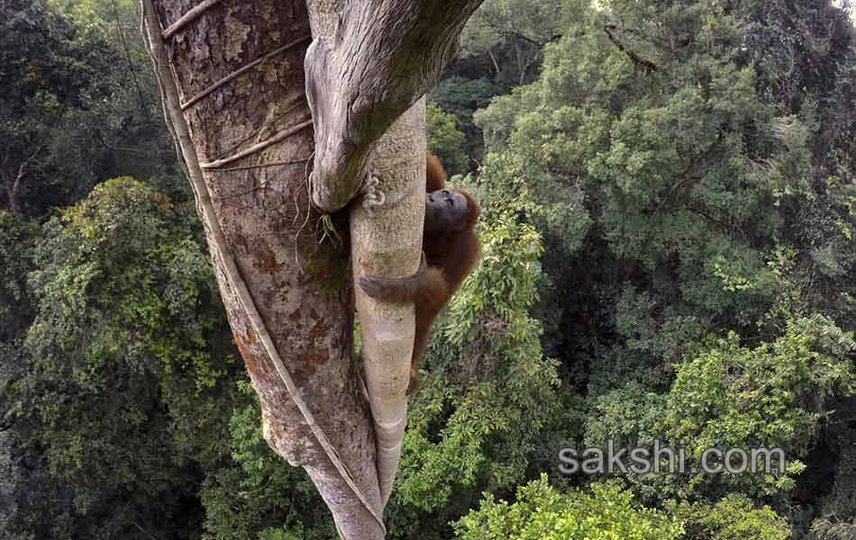 Winners of the 2016 World Press Photo Contest hasbeen anounsed in Amsterdam - Sakshi10