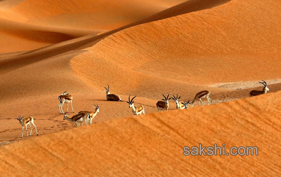 deers in desert7