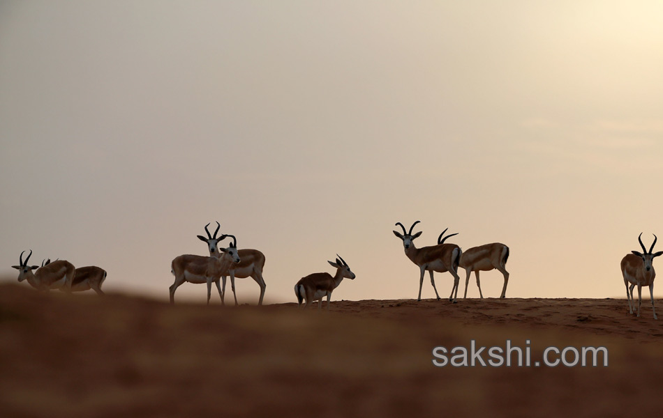 deers in desert10