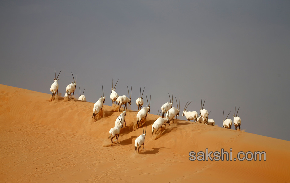 deers in desert11