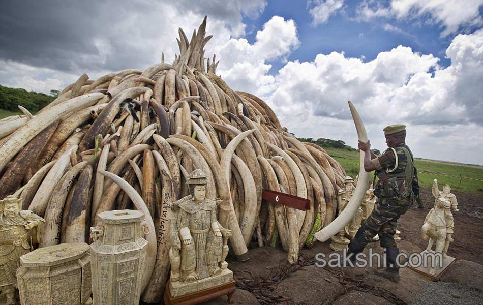 Kenya Burns Elephant Ivory Worth 105 Million to Defy Poachers5