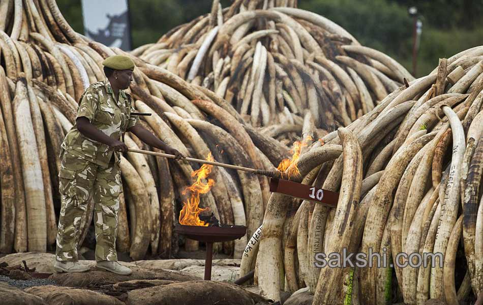 Kenya Burns Elephant Ivory Worth 105 Million to Defy Poachers9