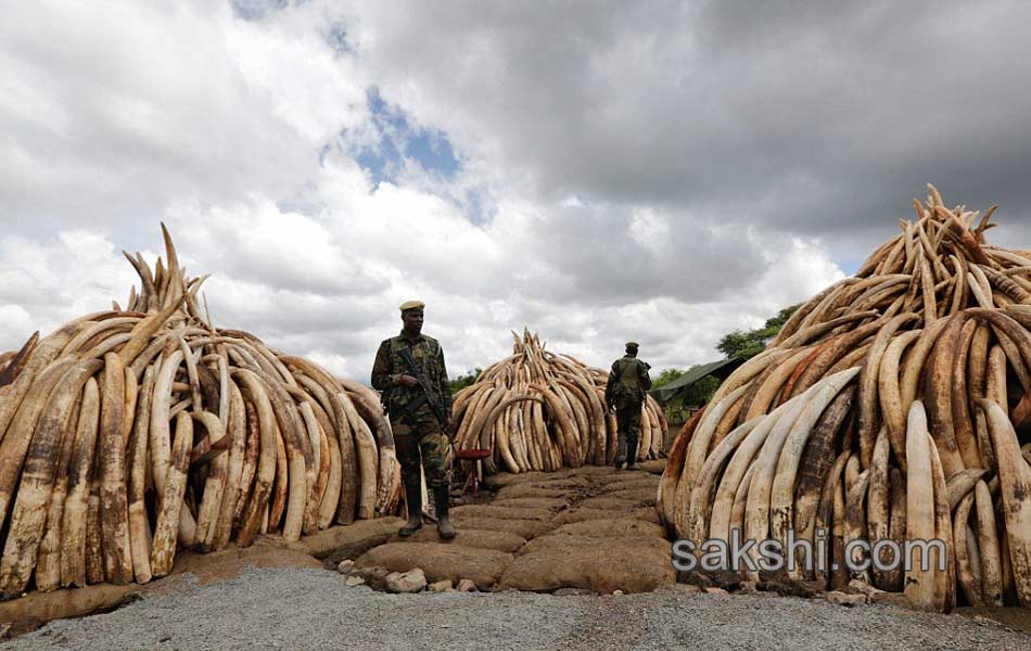 Kenya Burns Elephant Ivory Worth 105 Million to Defy Poachers10