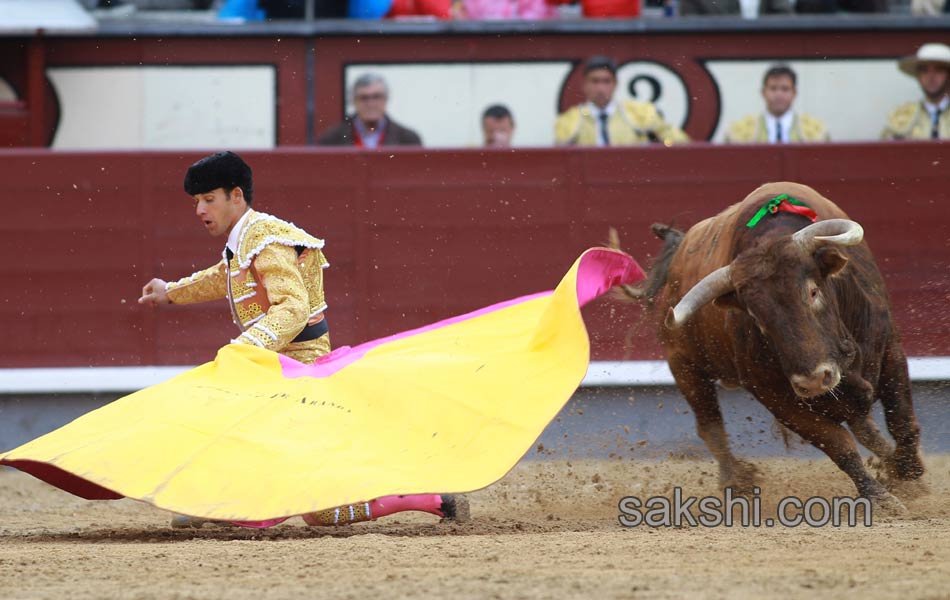 Bull fighting5