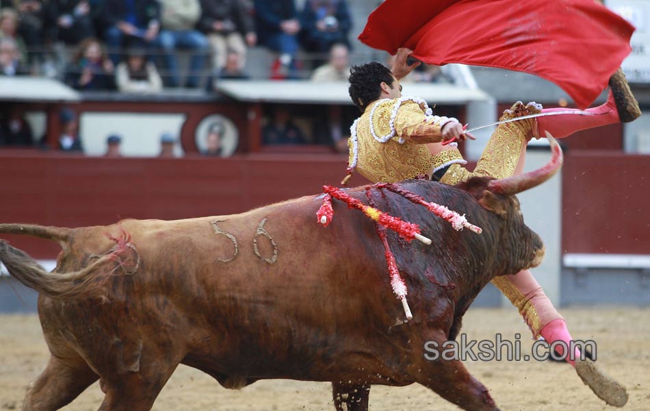 Bull fighting7