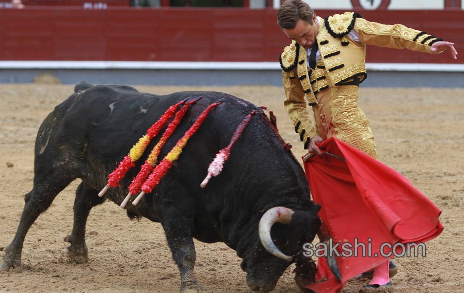 Bull fighting10