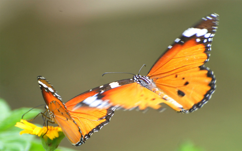 beautiful butterflies - Sakshi8