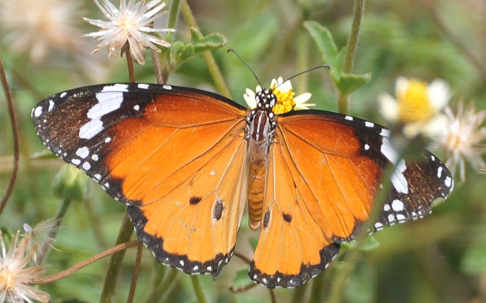 beautiful butterflies - Sakshi9