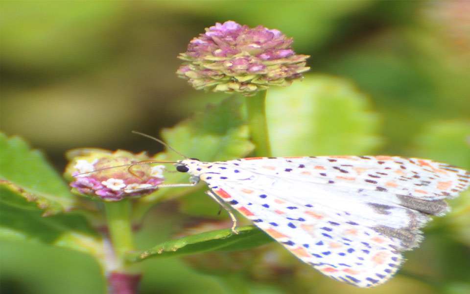 beautiful butterflies - Sakshi16