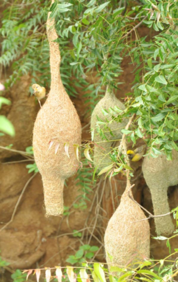 Grosbeak skills in nest construction3