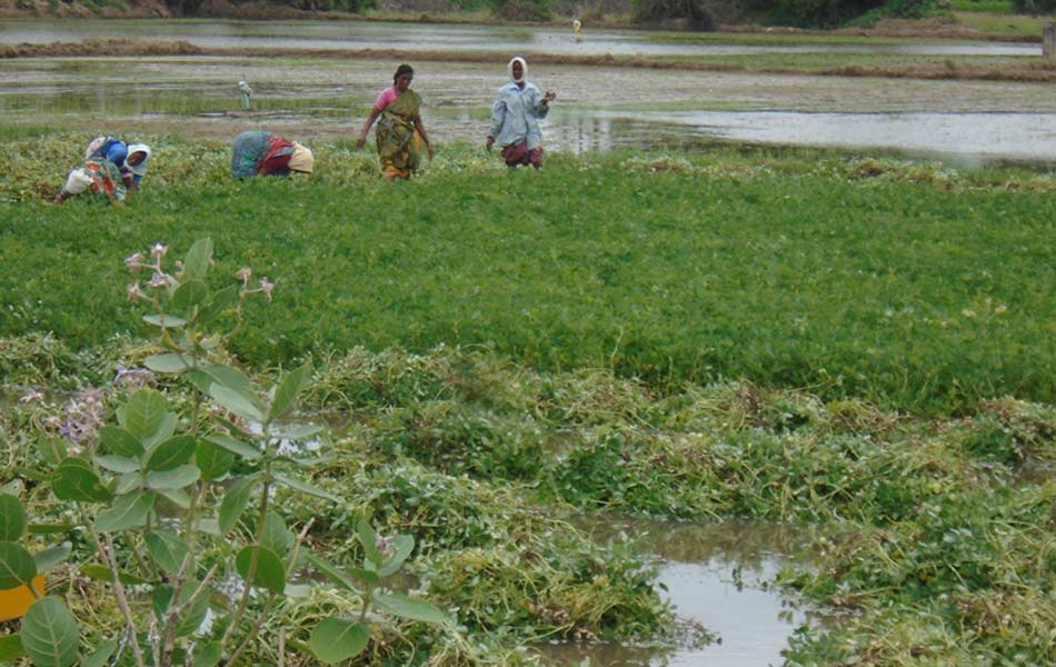 heavy rains swalloed fields - Sakshi2