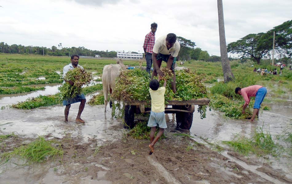 heavy rains swalloed fields - Sakshi7