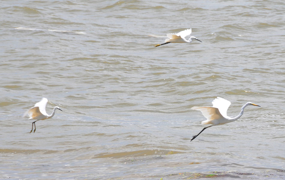 birds festival - Sakshi2