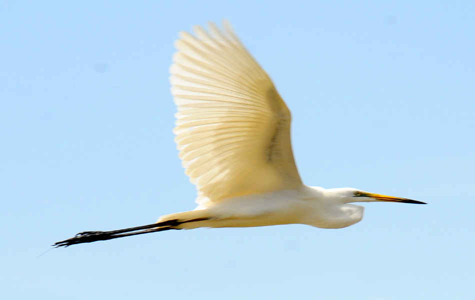 birds festival - Sakshi8