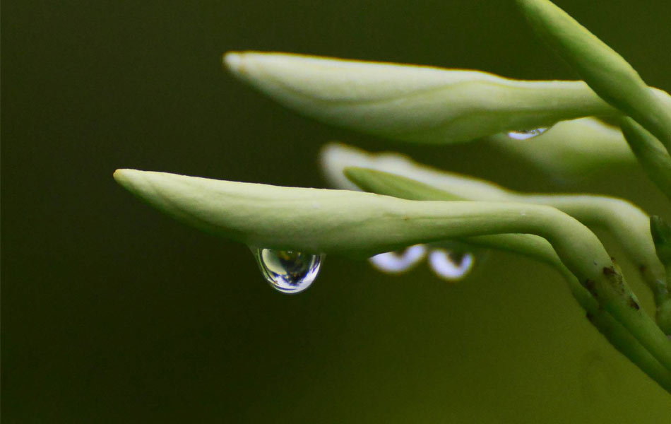 rain and flower4