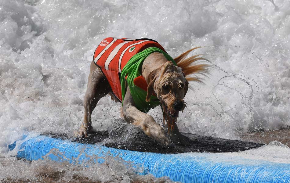 Surf Dog event - Sakshi3