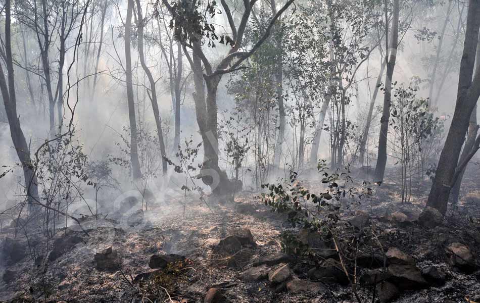 fire accident at tirumala seshachalam forest - Sakshi7