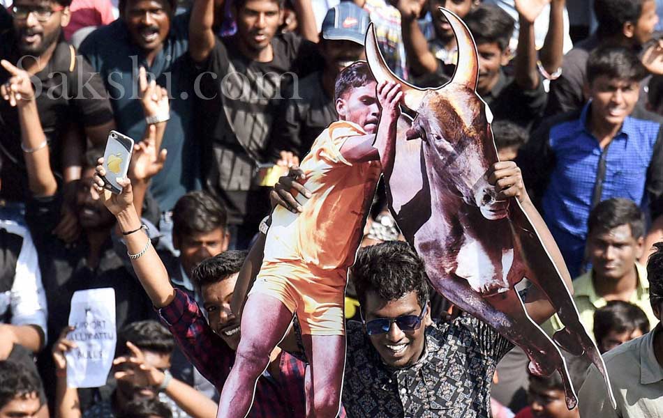 jallikattu in tamil nadu23