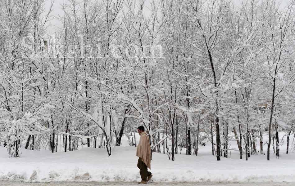 snow laden trees in Kabul7