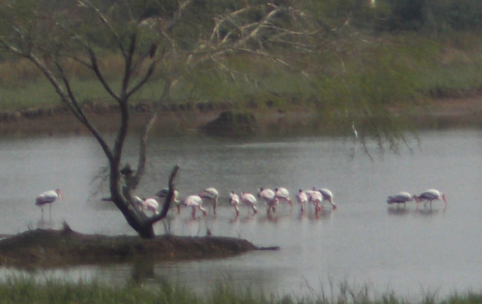 foreign birds in allagadda3