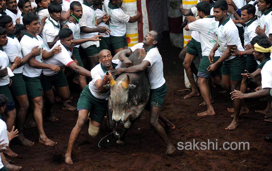 2014 Alanganallur Jallikattu - Sakshi2