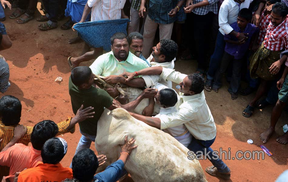 2014 Alanganallur Jallikattu - Sakshi25