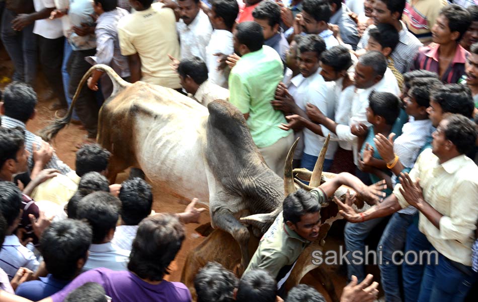 2014 Alanganallur Jallikattu - Sakshi30