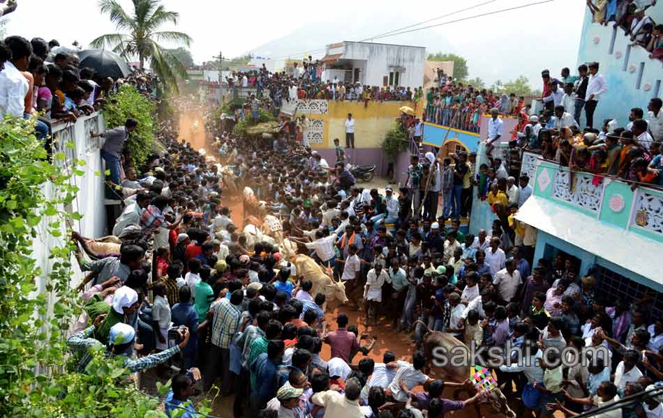 2014 Alanganallur Jallikattu - Sakshi33