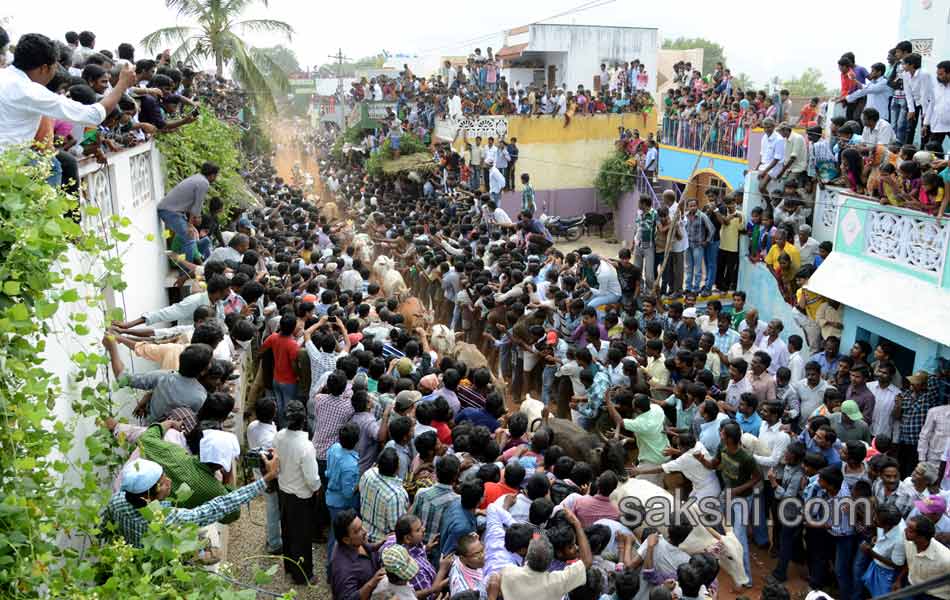 2014 Alanganallur Jallikattu - Sakshi34