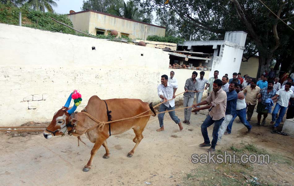 2014 Alanganallur Jallikattu - Sakshi45