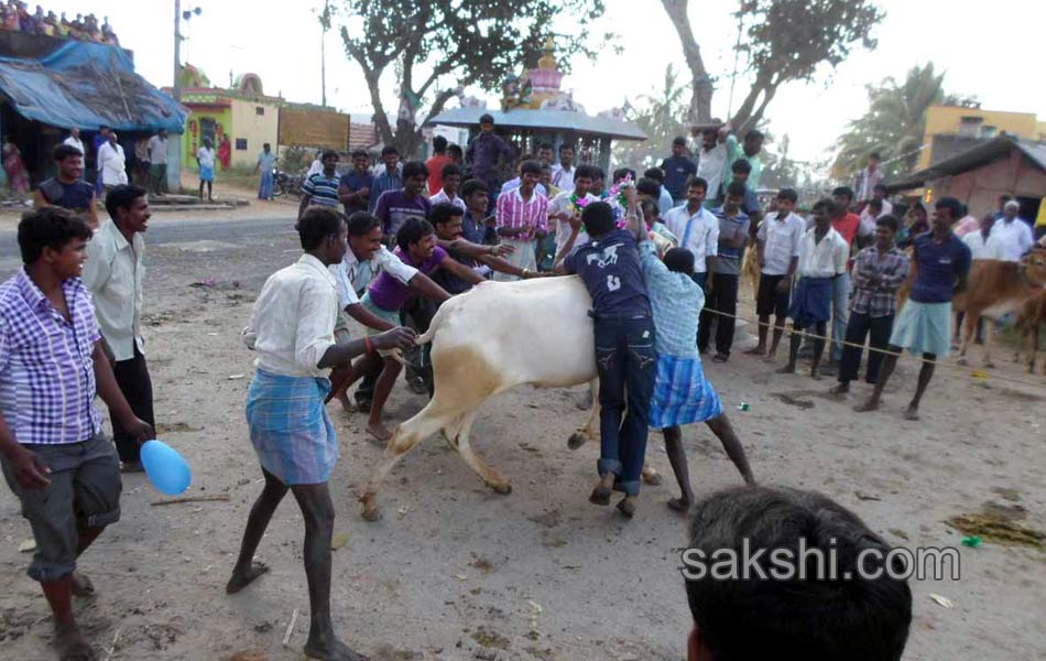 2014 Alanganallur Jallikattu - Sakshi48