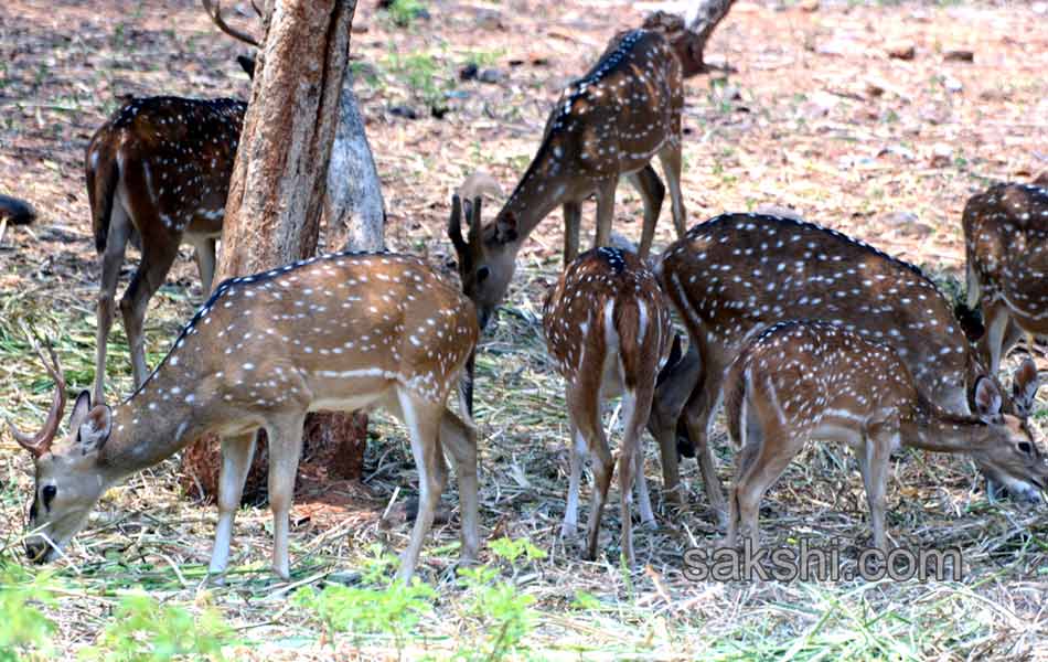 The park is the second largest zoo in Asia3