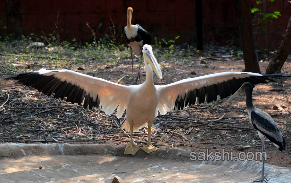 The park is the second largest zoo in Asia17