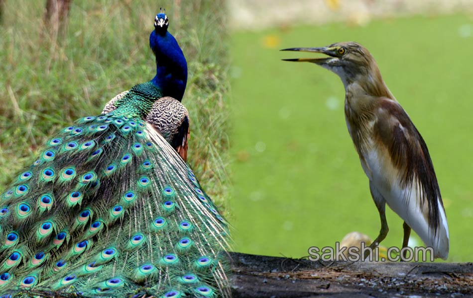 The park is the second largest zoo in Asia20