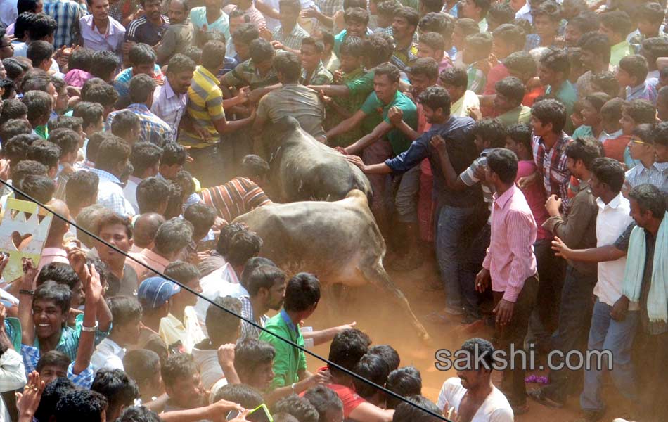 Jalligattu issue in chittor district - Sakshi8