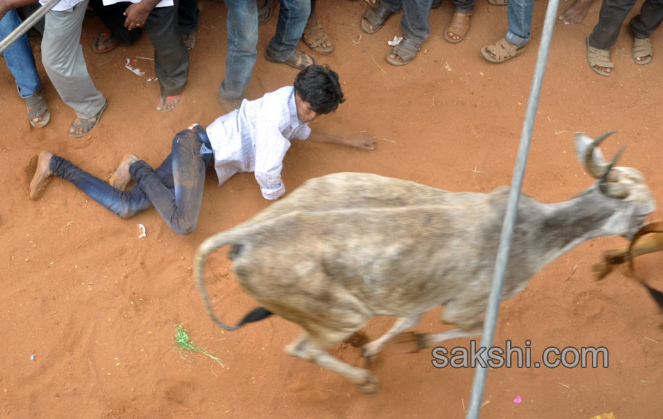 Jalligattu issue in chittor district - Sakshi9