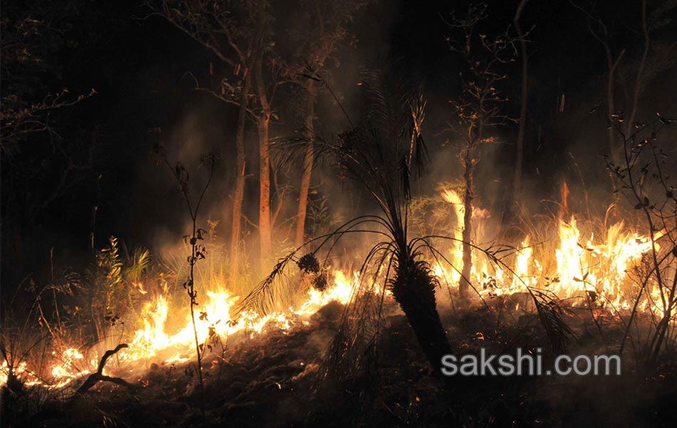 fire accidnet Tirumala Forest2